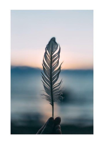 Poster feather - poster,