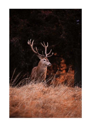 Poster winter nature - poster,