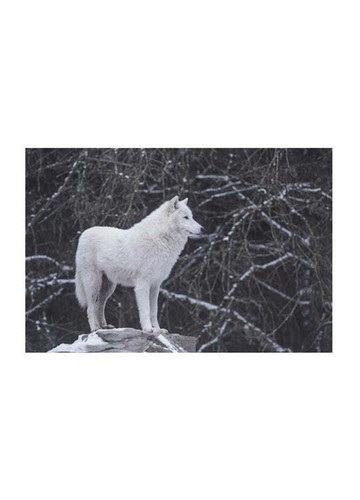 Poster wolf - wolf, di